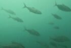 7月26日 (土)神子元：透視度は問題ありですがハンマー爆群れ接近並泳で文句なし！