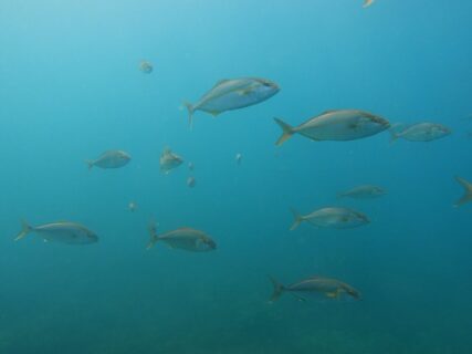 ８/１８　キビナゴ・アジ・タカベの群れにカンパチ猛烈アタック(o^^o)