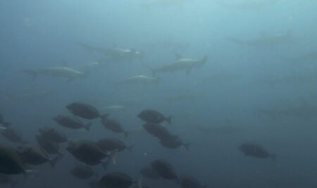 ８月１５日 (金)　神子元：今日もオールスターズ続々登場！