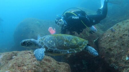 ８/１３　伊豆富戸：群れ三昧！カメ三昧＼(^o^)／、イサキ、タカベ、キンギョハナダイ群れ♪