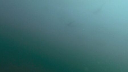 ８月３０日 (土)　神子元：透視度の最悪の中でのハンマー群れ！