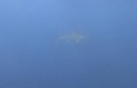 ８月３１日 (日)　神子元：最悪の透視度でハンマーが消えていく・・・