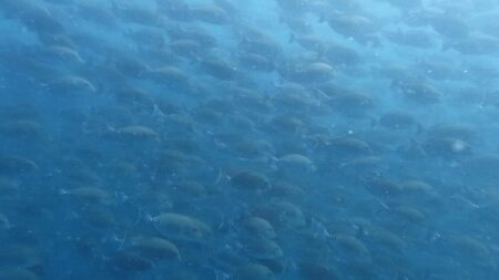８月２１日（木）　神子元：透視度が・・・でも魚影は濃い海！