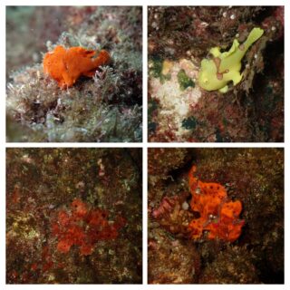 ９/５　伊豆富戸：カエル三昧、ニシキフウライウオペアも健在♪３本目は今はナイトダイビング？！