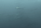 9/14 富戸のボートは魚影抜群\(^^)/