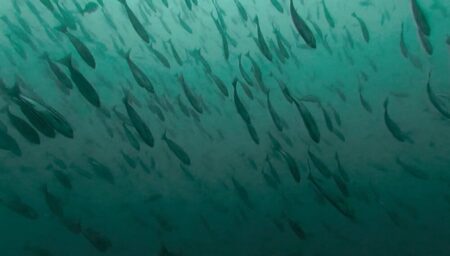 ９月２０日 (土)　クローズ明けの神子元は水温＆透視度低下(T_T) ハンマーに大苦戦・・・