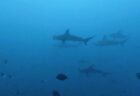 ９/１２　毛むくじゃらの小さなエビ～フィコカリスシムランス(*^^*)
