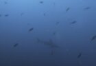 9/14 富戸のボートは魚影抜群\(^^)/