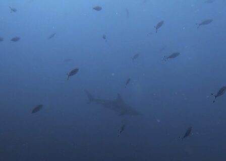 ９月１３日 (土) 神子元：流れない潮、透視度の悪さと冷たさに戦意喪失