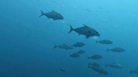 ９月９日（火）　神子元：カンパチの群れにも大興奮♪