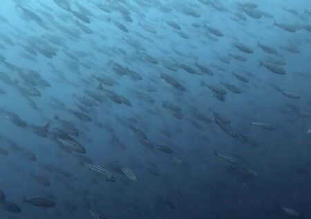 １０月３日(金)　神子元：強風エリア限定の中、逃走ハンマーを現認・・・笑