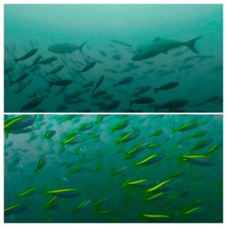 １０月４日(土) 神子元：ハンマーは激渋透視度ダウン、メインはタカベ玉にカンパチアタック