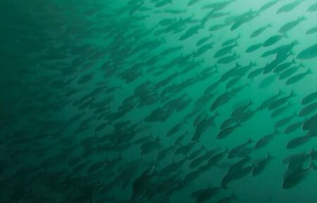 １０月６日(月)　神子元：透視度回復せず　深場はまるで地獄絵図　またハンマー逃走・・・