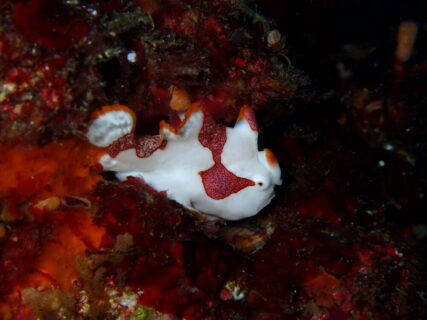 １１/２９　フリソデエビ＆クマドリカエルアンコウ登場(*´∀`)♪