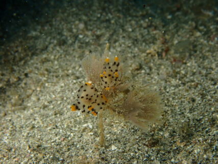 １１/３０　ウミウシダイビング始まりました(*´∀`)♪