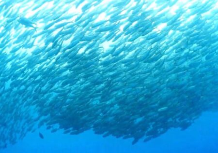 ダイバーの楽園！ドルフィンウェーブパラオツアー　２０２５水中動画編＼(^_^)／