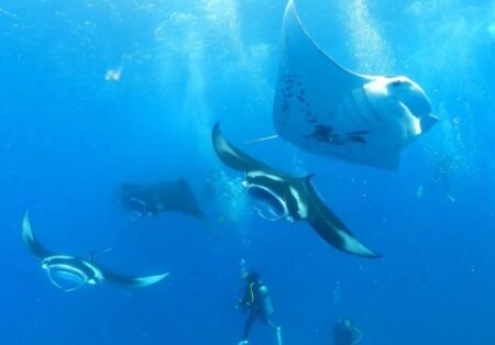 １１/２８　ぐるぐるマンタのフーディング(*^O^*)