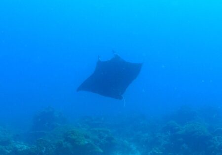 １１/２７　パラオツアー初日：ブラックマンタ登場(*^O^*)p