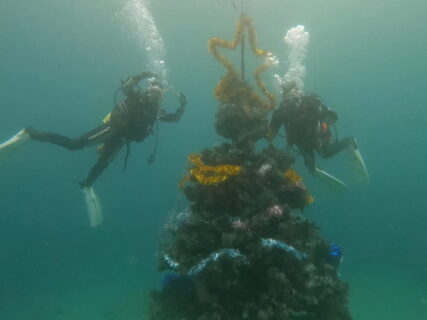 １１/２５　伊豆富戸：富戸の海にもクリスマスツリーが入りました＼(^o^)／