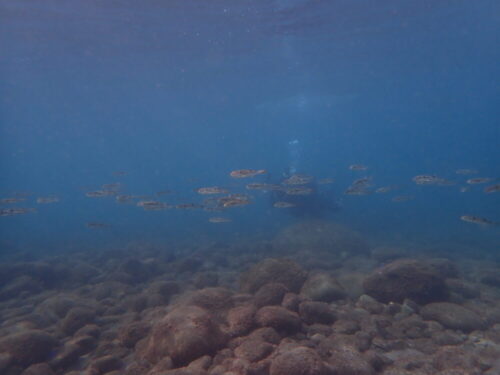 久米島マンタツアー初日！　大接近マンタたち＼(^-^)／