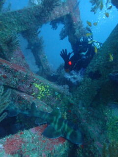 １１/２４　伊豆富戸：本日も群れに埋もれてきました＼(^o^)／ネコザメも^^v