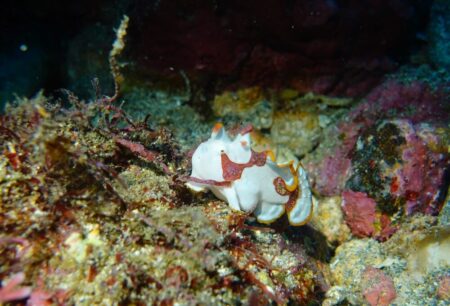 １２/７　クマドリカエルアンコウなどのアイドルで大賑わい！秋晴れ富戸ダイビング(*^O^*)