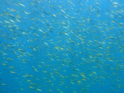 １２/４　タカベは大群！！その下には可愛らしい南の子達も(*^O^*)