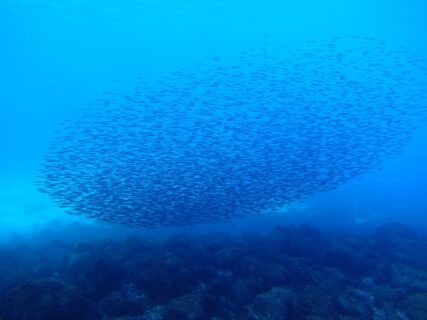 １/１２　青い海にキビナゴ玉やナンヨウツバメウオｙｇも見られました(*^O^*)