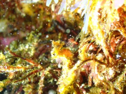 １/２８　伊豆富戸：透明度抜群の青い海！クマドリカエルアンコウ、ハチジョウタツも見れてます＼(^o^)／