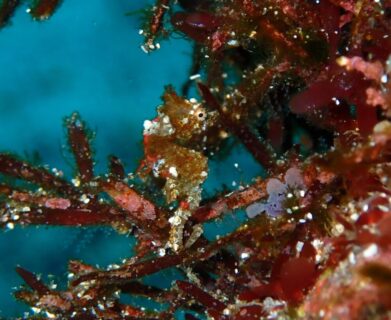 １/１４　透明度１５ｍ！富戸の海は今日もアイドル豊作♪