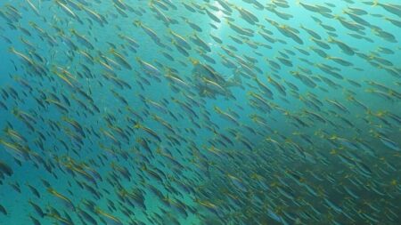 １/４　伊豆富戸：最高のタカベ玉降臨！海中大賑わいDAY！＼(^o^)／