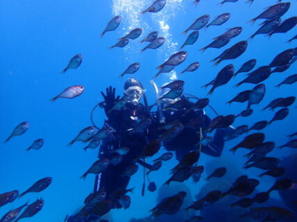 １/１１　コンディションＧＯＯＤ！富戸でOWDコース＆３ダイブ満喫♪