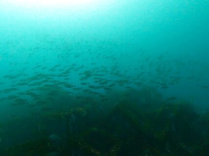 ２/１６　伊豆富戸：マクロもワイドも最高の富戸の海　ハチジョウタツ、イロカエルアンコウ、群れ群れ富戸ピラミッド