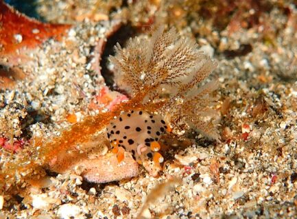 ２/２８　砂地のツノザヤウミウシなど可愛い子がいろいろ♪(*^O^*)