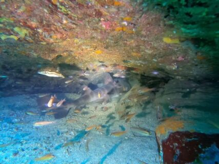 ２/１　伊豆富戸：可愛いキリンミノカサゴ、ミノカサゴの幼魚に巨大ネコザメ＼(◎o◎)／！