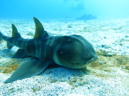 ２/２１　のんびりネコザメ大接近・富戸ピラミッドは群々～(*^O^*)