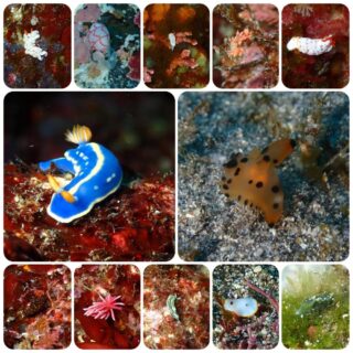 ２/２０　今日はウミウシDAY♪リクエストのアオウミウシもGET(^^)/