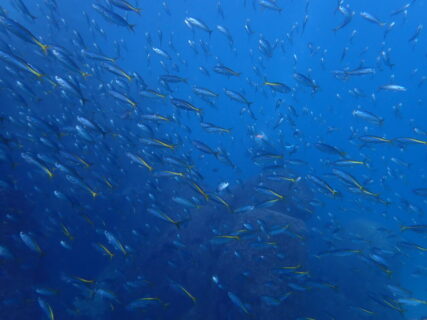 ２/１８　海の中はお祭り騒ぎ♪期待高まる１日(^^)/