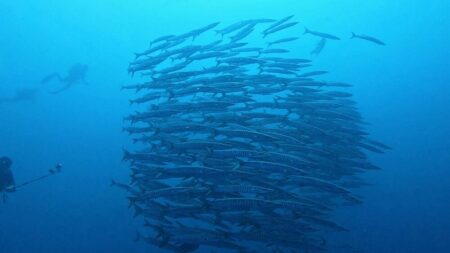 ２/１３【Dolphinwave沖縄ホエールスイムツアー2026】