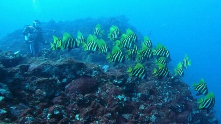 ２/２２　テングダイの群れと青い海に癒される富戸のボートダイビング(´∀`)♪
