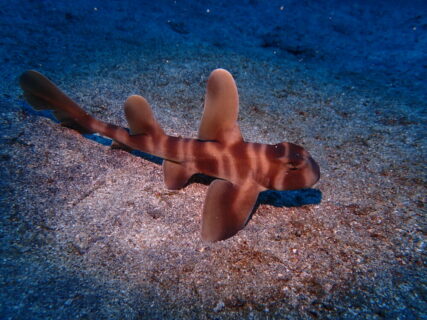 ３/３１　手乗りサイズのネコザメBaby登場(^^)/