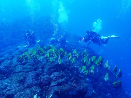 ３/２０　伊豆・富戸　透明度抜群！！ピラミッドの魚影がヤバい＼(^o^)／