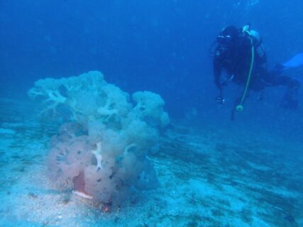 ３/６　伊豆富戸：タカベはどこへ。。。砂地にはヒラタエイが沢山♪ホウボウ、岩場にはイロカエルアンコウ^^v