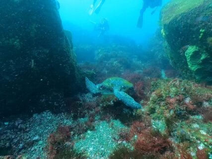 ３/７　伊豆富戸：ビーチは砂地で巨大ヒラメ、サカタザメボートはイサキの群れにアオウミガメ