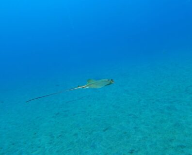 ３/１９　久しぶりの富戸は透視度２０ｍ(*^O^*)