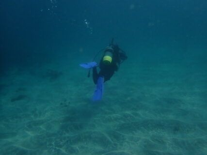 ３/２９　伊豆富戸：レスキュー講習からのファンダイビング