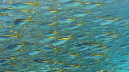 ３/５　タカベの渦に巻かれた1日🐟✨