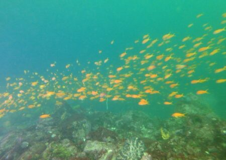 ４/１２　ボートはイサキタワーにキンギョハナダイ群々(*^O^*)