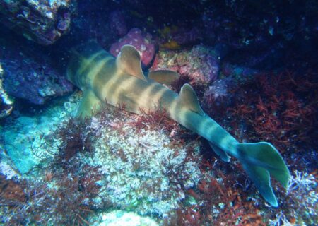 ４/２６　久しぶりの富戸は青い海(*^O^*)