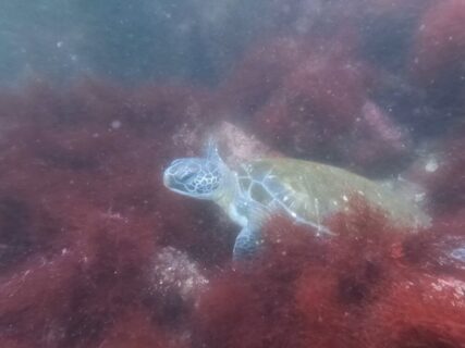 ４/１３　伊豆海洋公園：リクエスト頂き行ってきました！